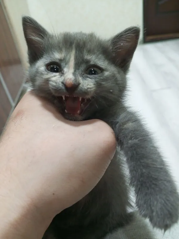 Котёнок в хорошие руки 1