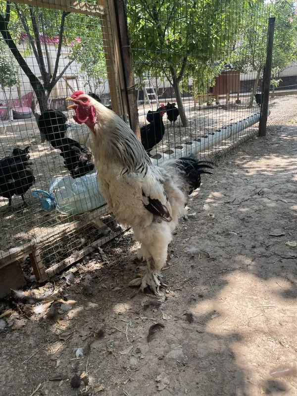 brama palvi va svetli xurozlari sotladi 6 brama palvi va svetli xurozlari sotladi 6