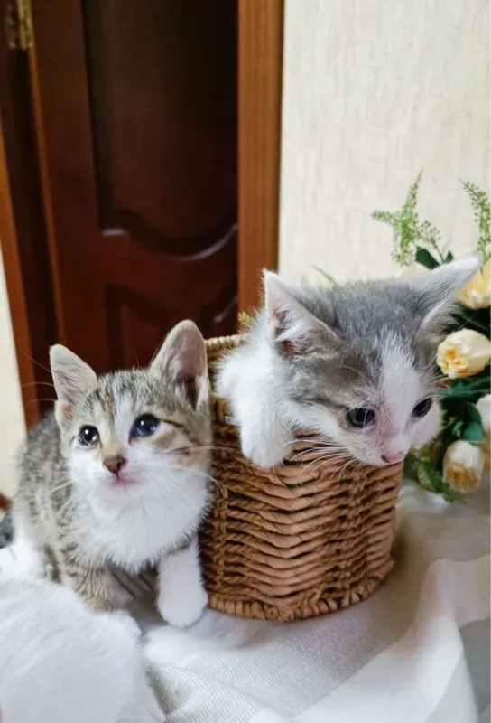 Отдаем котят чистенькие 7 Отдаем котят чистенькие 7
