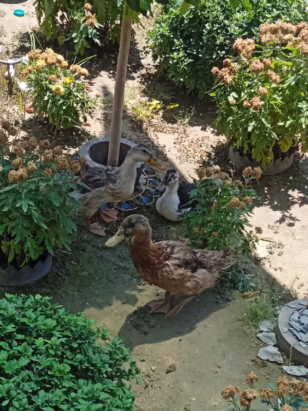 ordaklar soglom narxi kelishiladi ordaklar soglom narxi kelishiladi