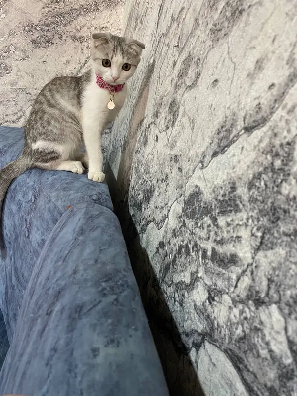 котята — фото 6