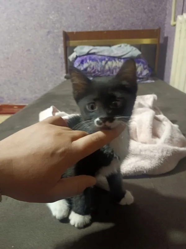 Отдам в хорошие руки 7 Отдам в хорошие руки 7