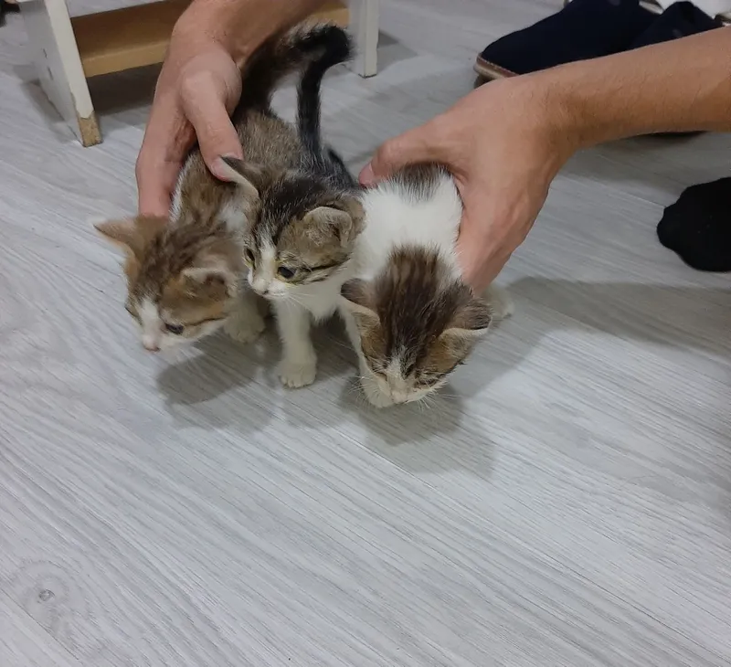 Maftunkor mushukchalarni mehribon va g‘amxo‘r qo‘llarga bepul beraman! 5