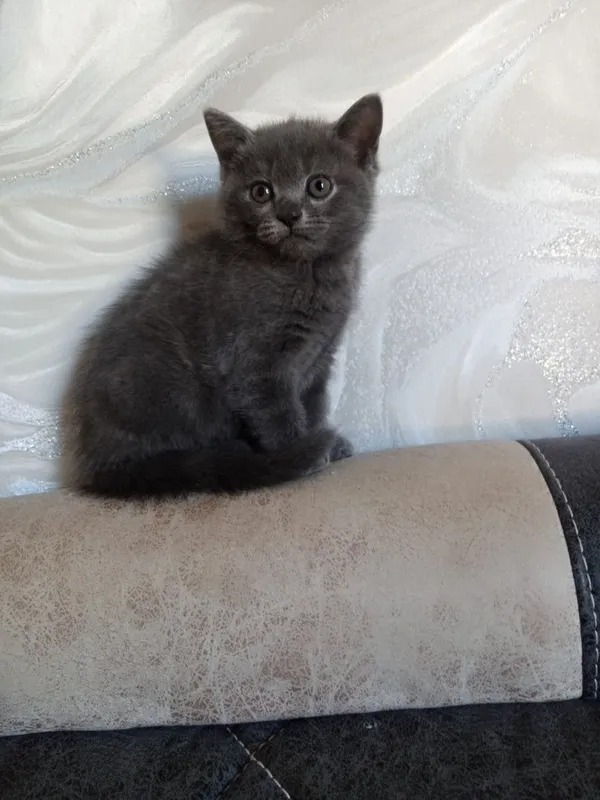 Срочно продаются котята