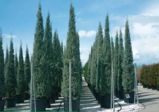 Кипарис голд райдер, мажевелник блю арров ва мунлов кучати, оптом! — фото 6
