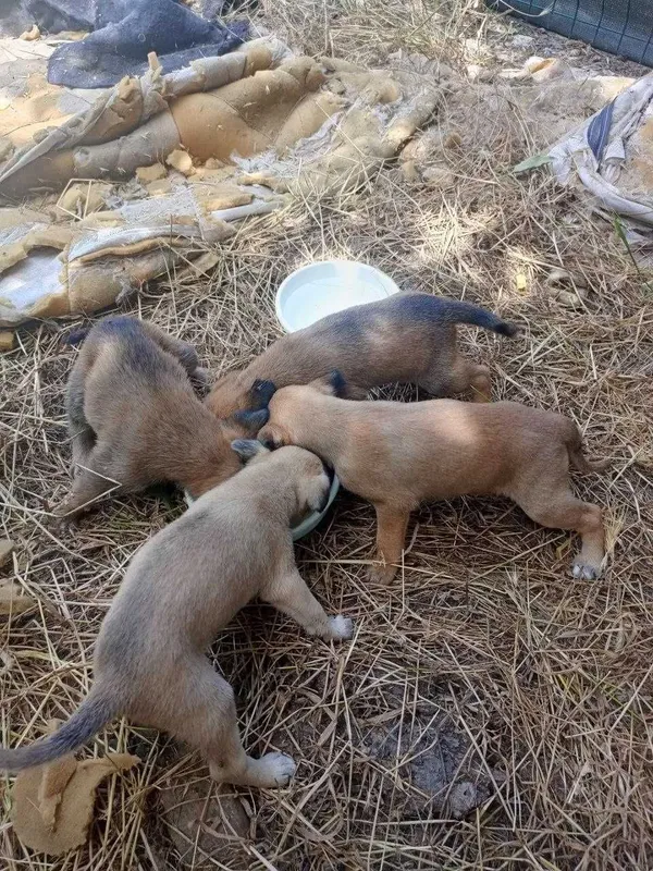 Kuchukchalar oila izlayapti! 8 Kuchukchalar oila izlayapti! 8