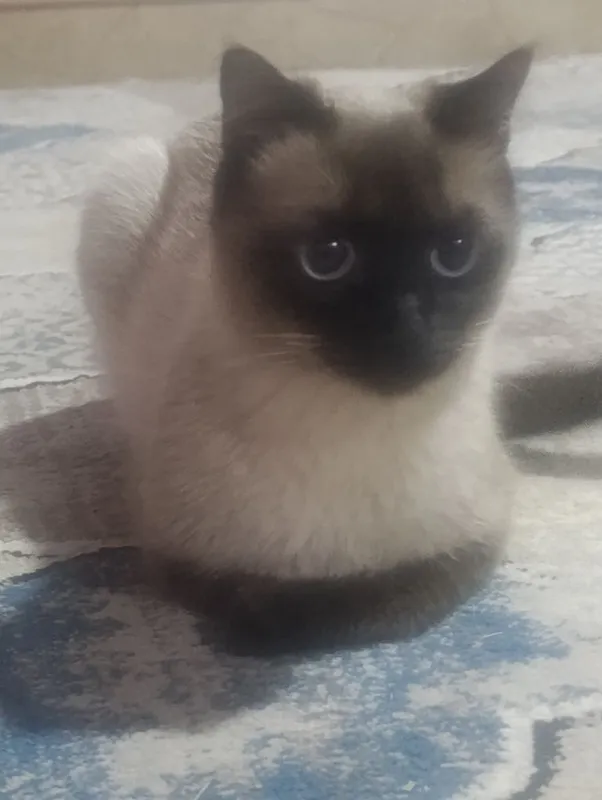 Mushuk bolalari sotiladi 3 Mushuk bolalari sotiladi 3