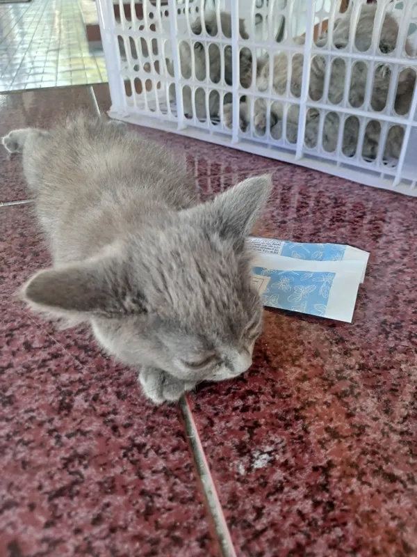 Андиджан кошки продаются вислоухие 2
