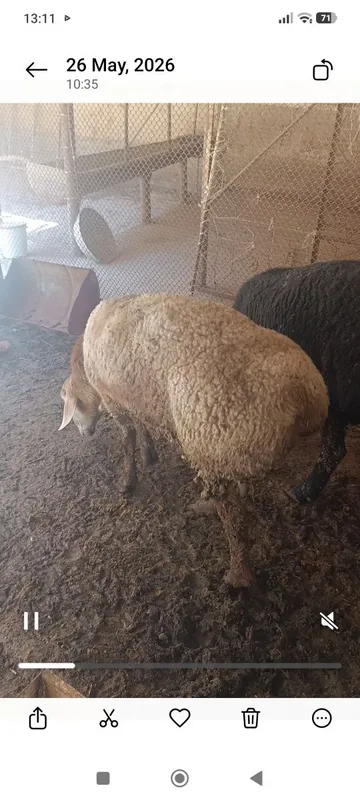 Qochqorlar bor zor boqilgan