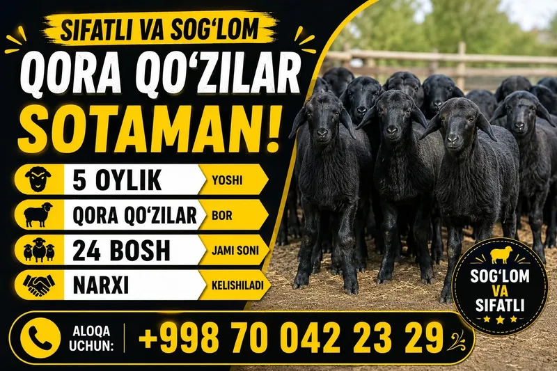 Arzon va sifatli. Qóz.