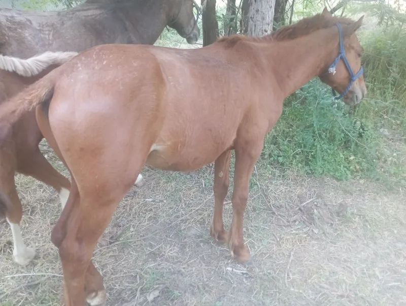 Toʻylar sotiladi 1 yashar