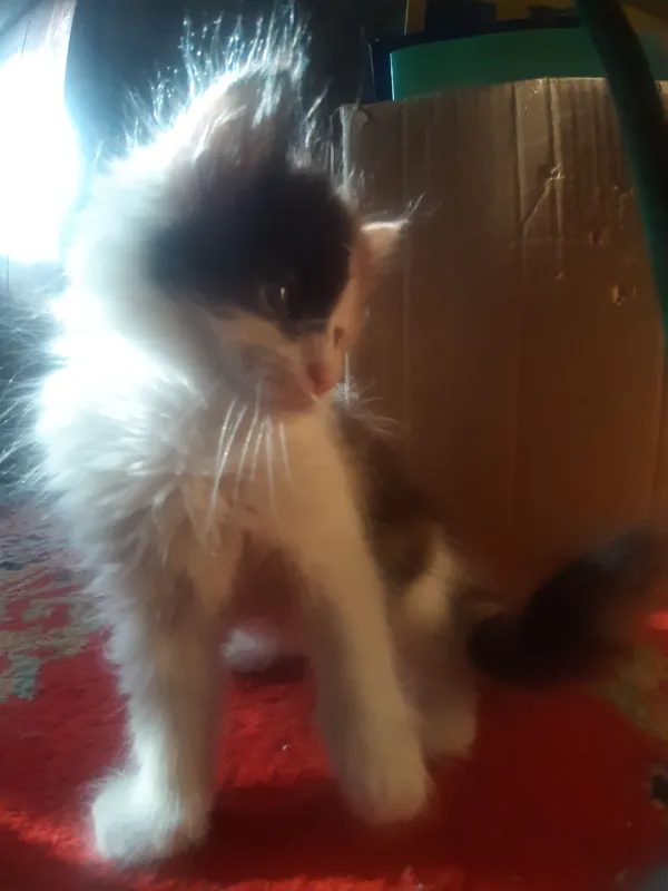 Котята к добрым рукам срочно! 1 Котята к добрым рукам срочно! 1