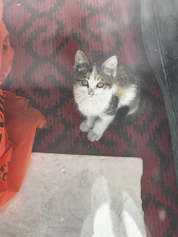 Отдам в хорошие руки котенка срочно! Отдам в хорошие руки котенка срочно!