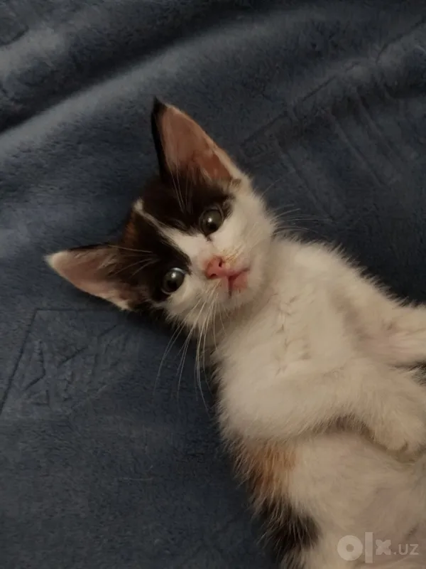 Отдам котёнка с маской Бэтмена 1 Отдам котёнка с маской Бэтмена 1