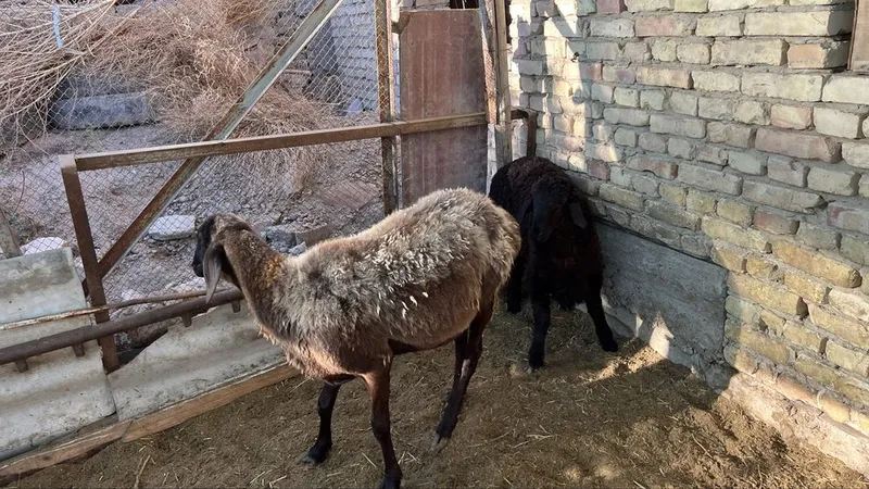 куй она бола 9.0 — фото 1
