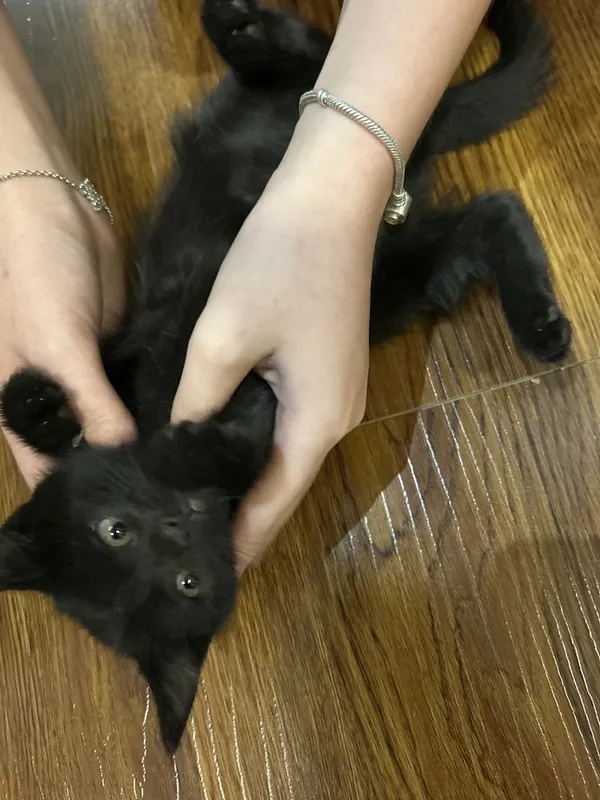 Котенок черный. 1 Котенок черный. 1