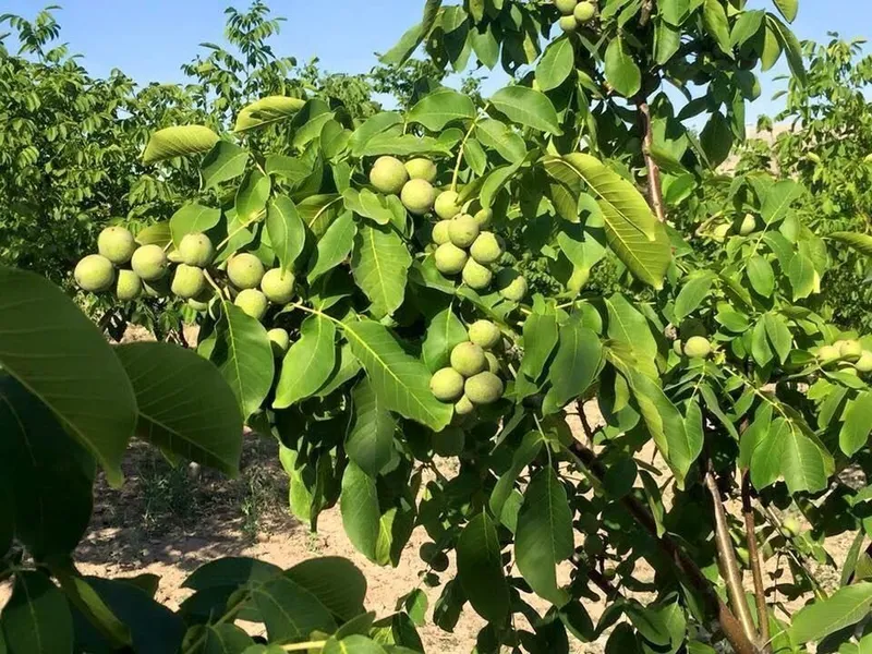 ЁНГОК КУЧАТЛАРИНИ 6 Хил сорти бор сортига кафолат берамиз — фото 1