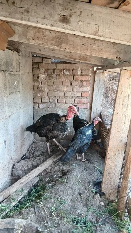 Induk xorozi va makyoni