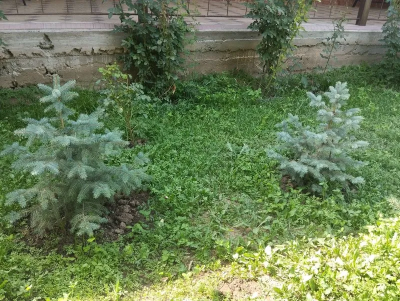 Продается ели и сосны — фото 2