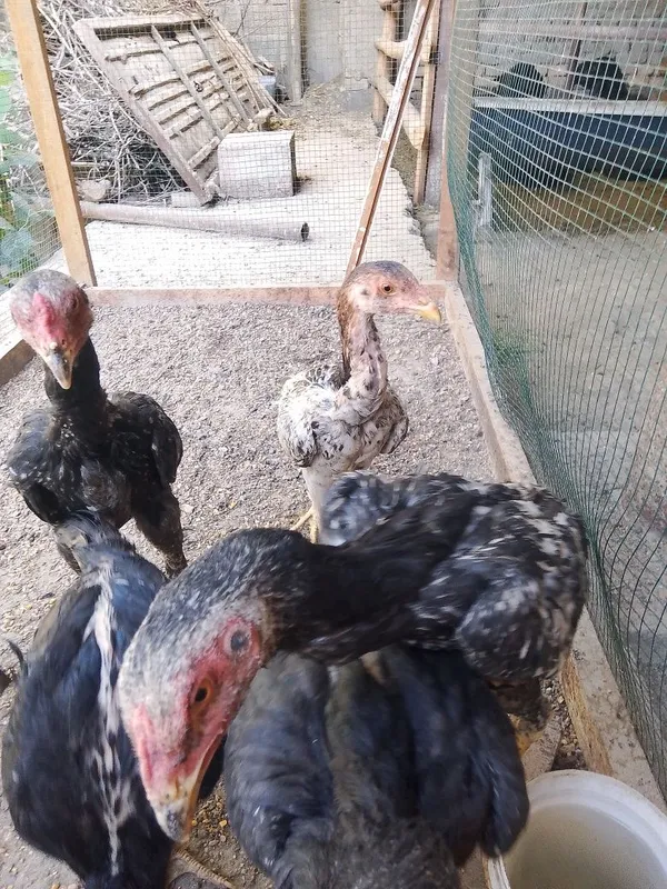 Kulangi jujalar sotiladi soğlom 3 Kulangi jujalar sotiladi soğlom 3