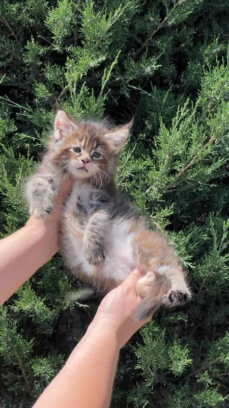 Котята породы мейнкун — фото 1