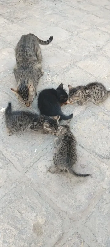 Котята отдам в добрые руки — фото 3