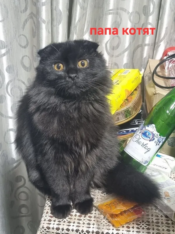 В добрые руки отдаём породистых котят скотишстрайт — фото 2