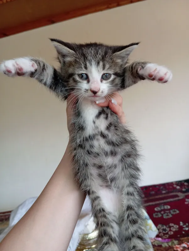 котята все девочки отдадим даром в хорошие руки — фото 3