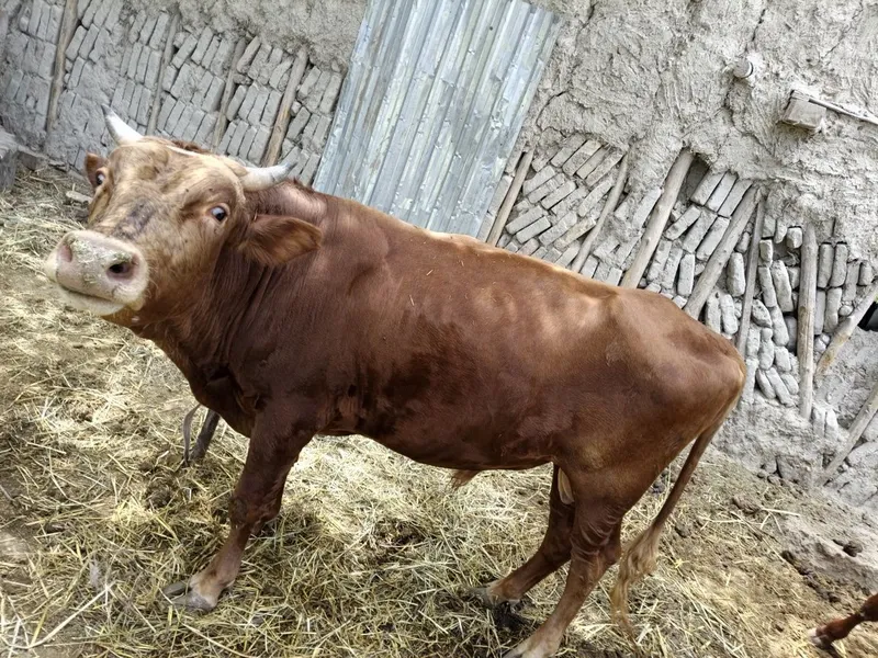 3 yoshar Buqqa sotiladi 1 3 yoshar Buqqa sotiladi 1