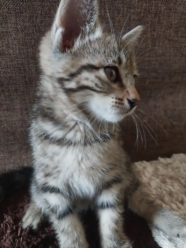 2 oylik mushukchalar sotiladi. Продаются котенки 2 месячные. — фото 1