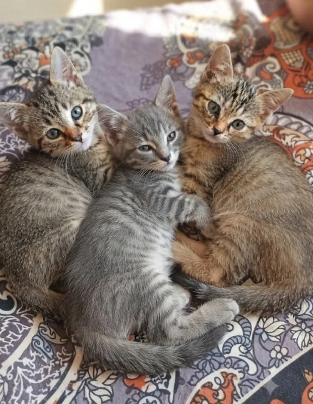 mushuklar olami 3 mushuklar olami 3