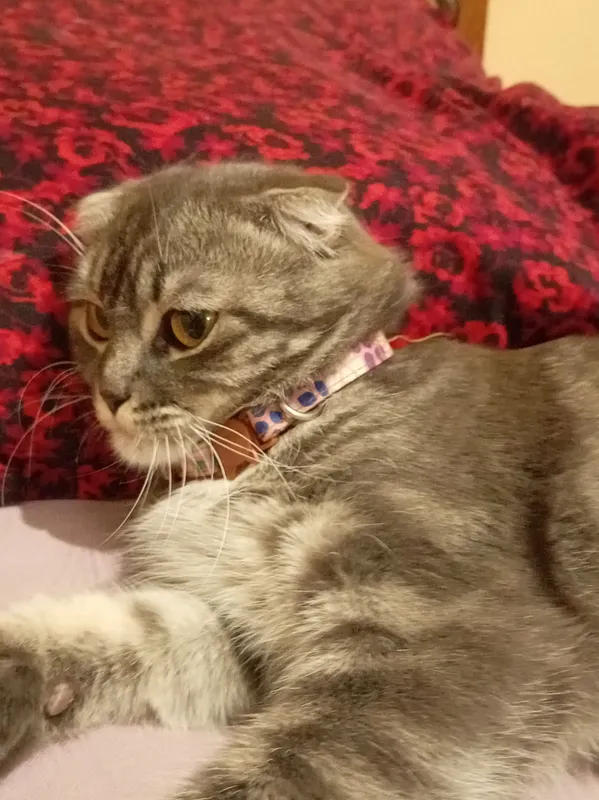 Scottish Fold 3 Scottish Fold 3