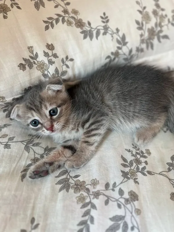 Scottish Fold Mushuk Scottish Fold Mushuk