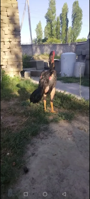 Дакан Жожа Августа Чикан — фото 2 Дакан Жожа Августа Чикан — фото 2