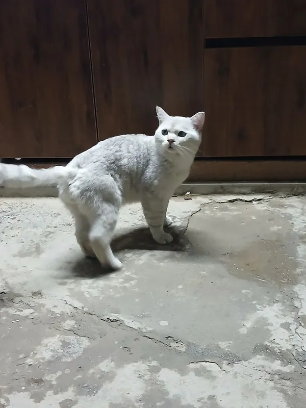 Пародистая кошка одам в хорошие руки