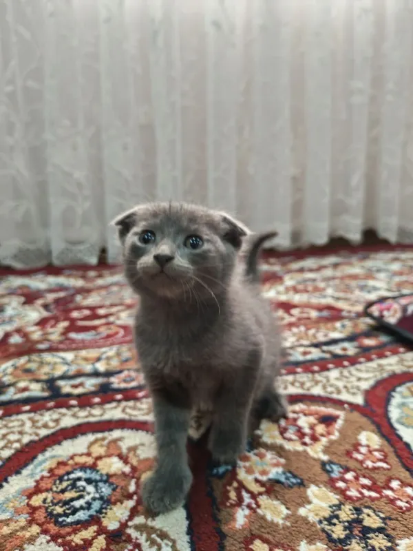 Scottish fold mushukchalar — фото 1