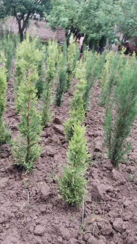 Euyonimus va Thuja gold rider — фото 2