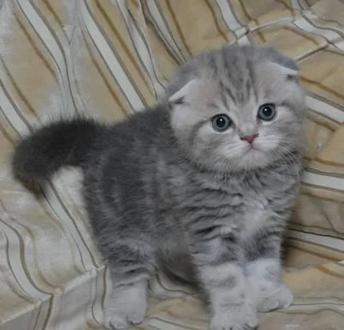 Шотландские вислоухие котята 4 Шотландские вислоухие котята 4