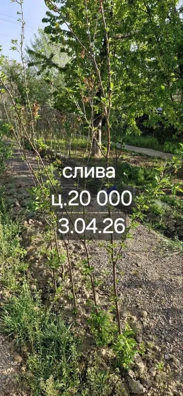 Фруктовые деревья, персик, слива, яблоки, урюк, черешня — фото 1