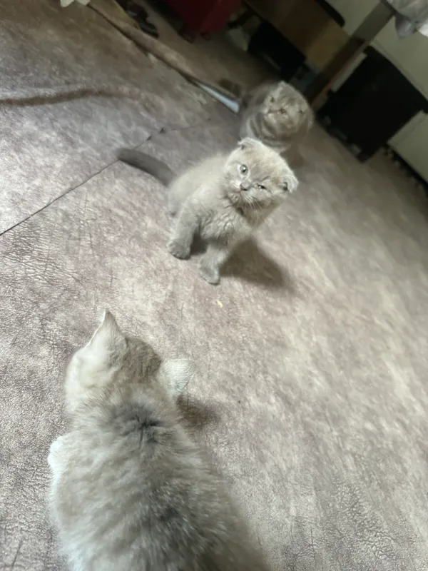Котята — фото 7