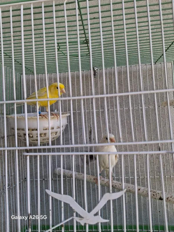 Kanareka sames 1,5 yoshda 3 Kanareka sames 1,5 yoshda 3