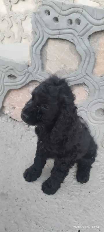 Spaniel zotli kuchukcha sotiladi — фото 1