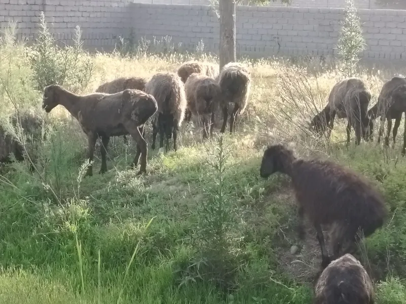 Bolada ajragan qoylar