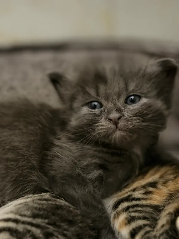 котенок-мальчик в добрые руки 1 котенок-мальчик в добрые руки 1