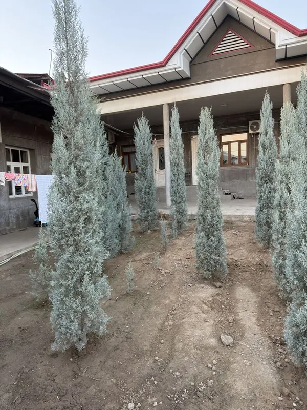 Arizonskiy kiparis argina italiya 2.50 dan 3 metrgacha — фото 5