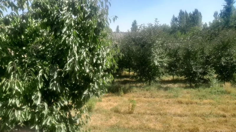 Yer sotildi uyimizni yarimi 10 sotig sotigi 10 ming kelishildi — фото 1 Yer sotildi uyimizni yarimi 10 sotig sotigi 10 ming kelishildi — фото 1