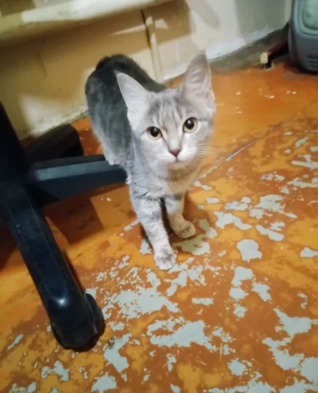 Котята наполовину вислоушки 3 Котята наполовину вислоушки 3