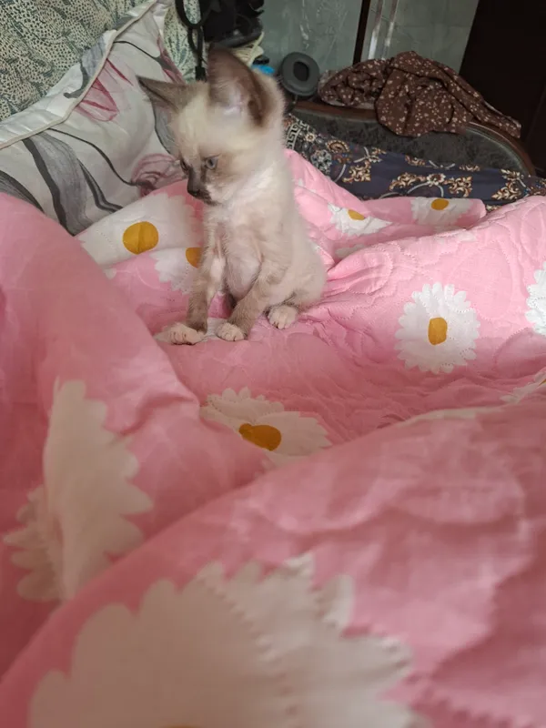 Котёнок 3