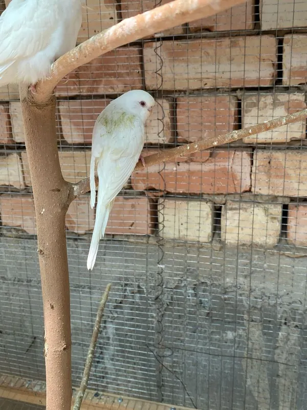 Valnisti Albinos papugaylar sotiladi 3 Valnisti Albinos papugaylar sotiladi 3