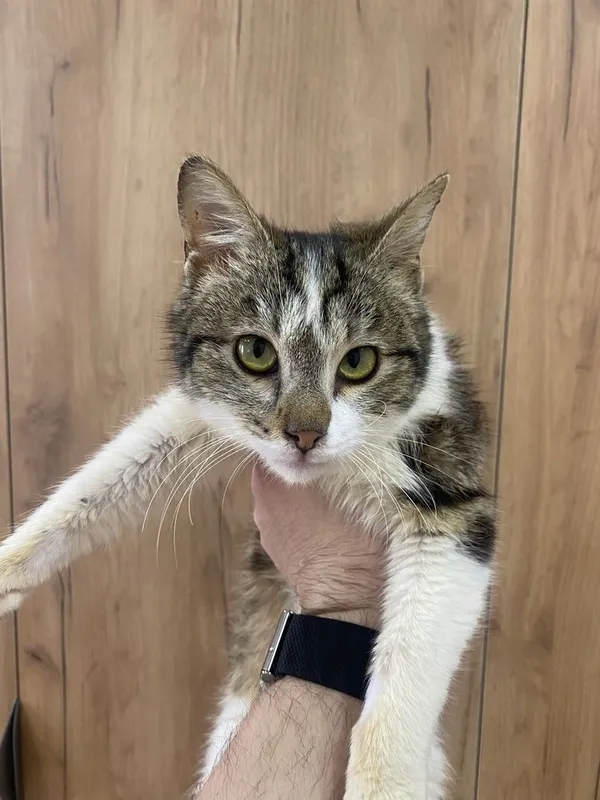 Ищем семью котенку — фото 1